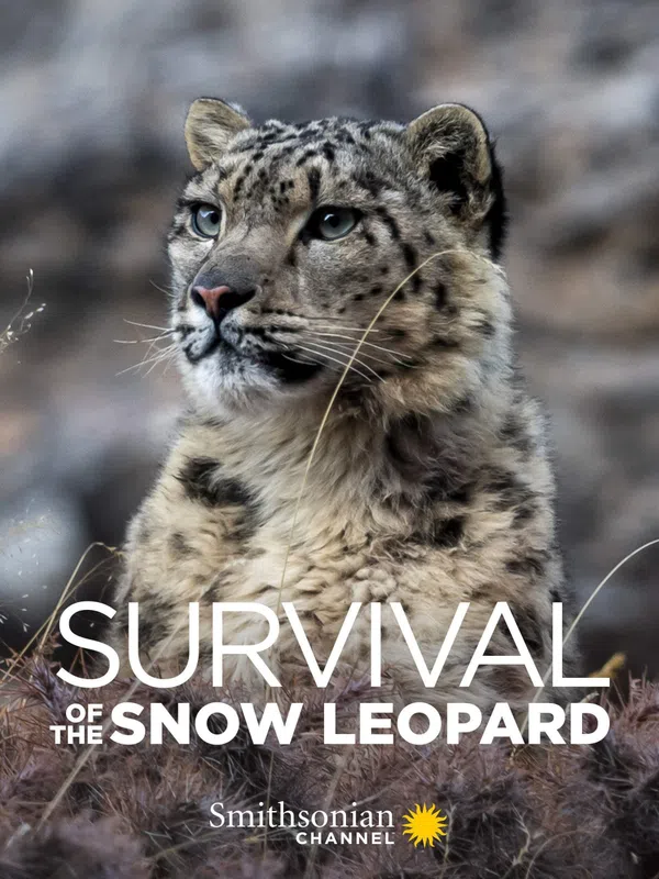Poster phim Survival Of The Snow Leopard trên SubNhanh